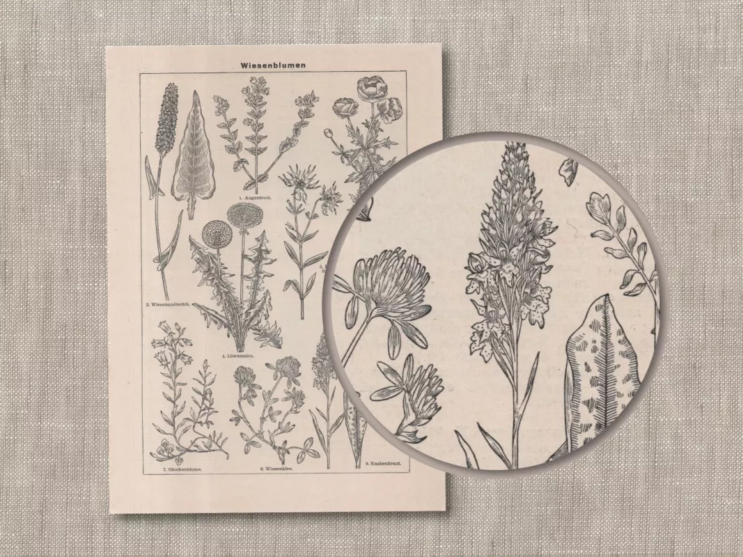 Botaninė litografija Pievų Gėlės 1932m. iš Meyers Lexikon - , namai ir interjeras 4