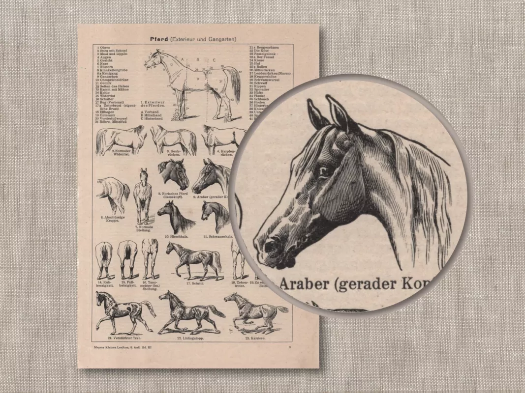 Žirgai 1932m. litografija iš Meyers Lexikon - , namai ir interjeras 4