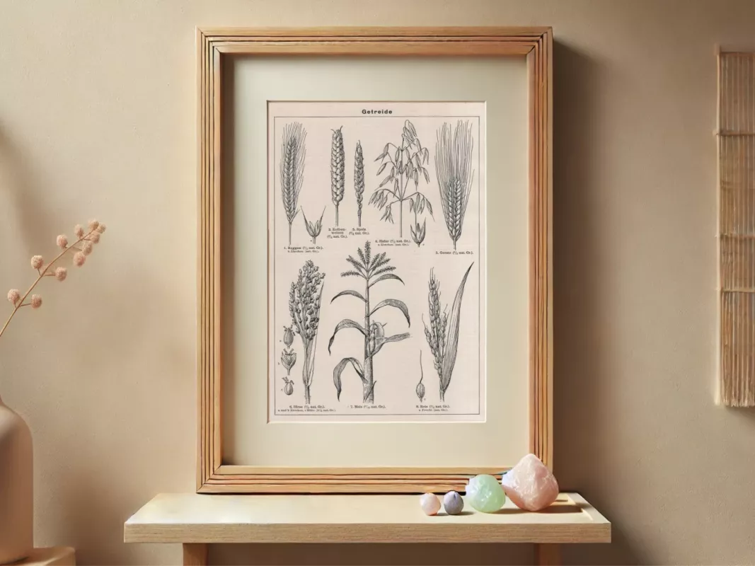 Grūdinių augalų botaninė litografija 1932m. iš Meyers Lexikon - , namai ir interjeras 2