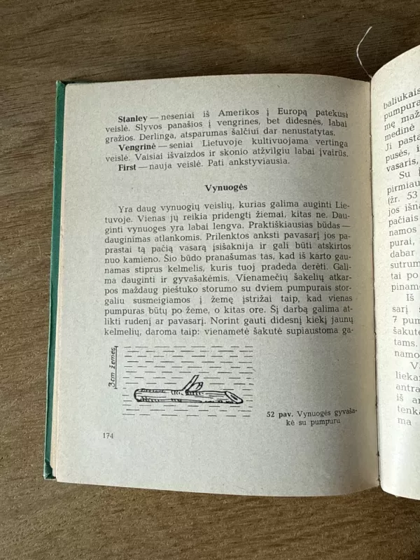 Vadovas jaunajam sodininkui-daržininkui - Tadas Ivanauskas, knyga 5