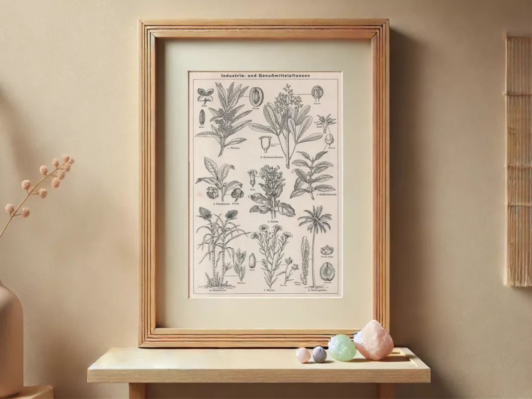 Prabangūs augalai 1932m. botaninė litografija Meyers Lexikon - , namai ir interjeras 2