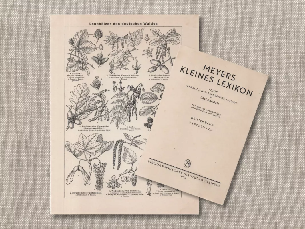 Miško kietmedžiai 1932m. botaninė litografija iš Meyers Lexikon - , namai ir interjeras 3