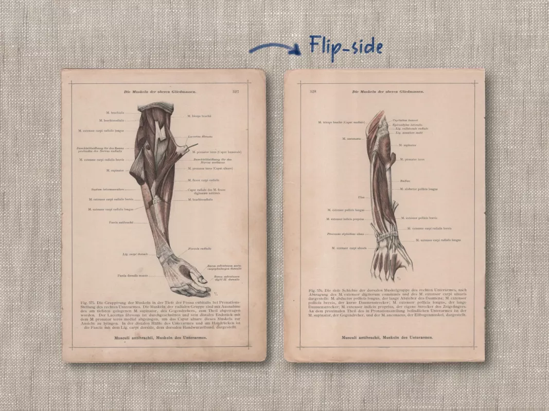 Žmogaus anatomija dilbio raumenys 1908m. sena litografija iš Anatomischer Atlas - , namai ir interjeras 3