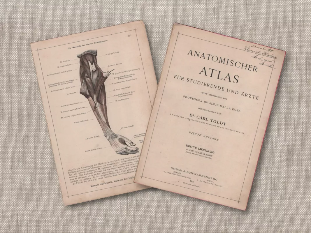 Žmogaus anatomija dilbio raumenys 1908m. sena litografija iš Anatomischer Atlas - , namai ir interjeras 4