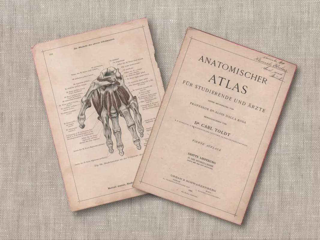 Žmogaus anatomija rankos raumenys 1908m. autentiška litografija iš Anatomischer Atlas - , namai ir interjeras 4
