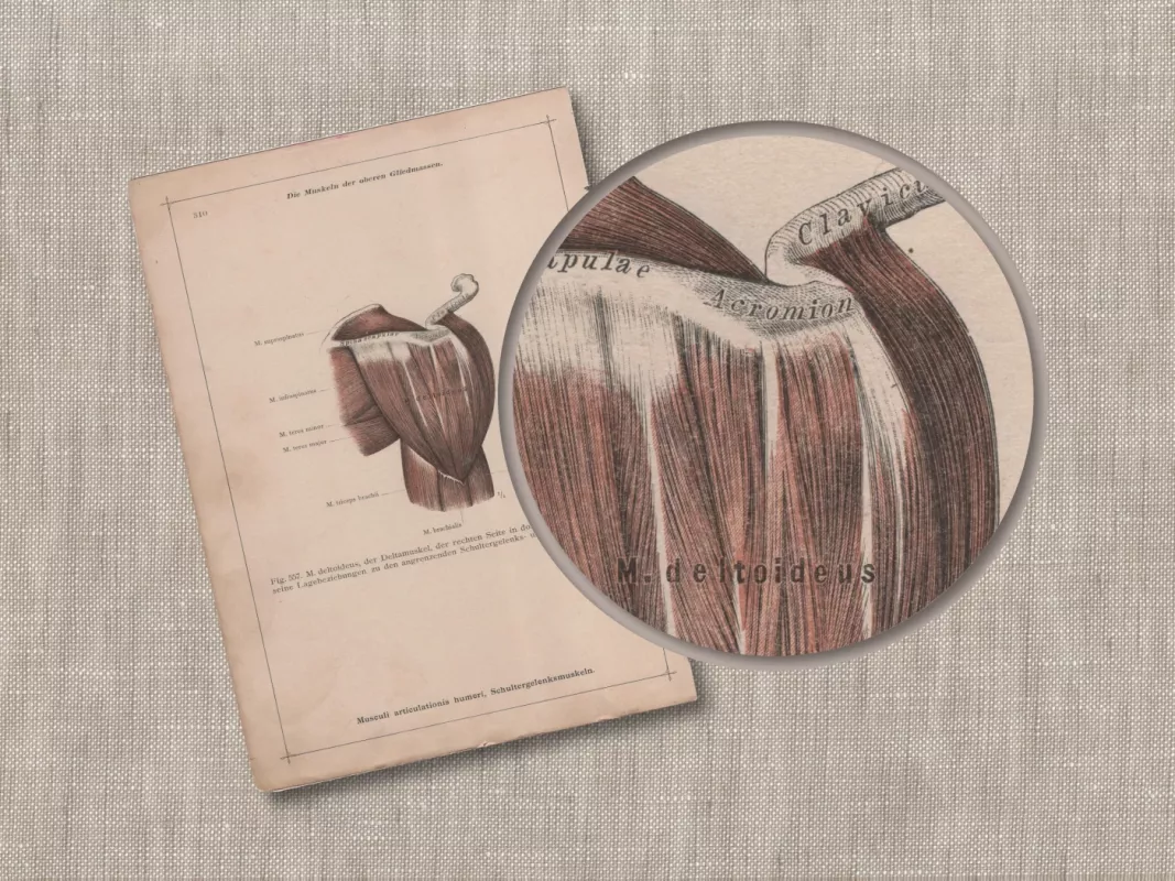 Antikvarine litografija Žmogaus Anatomija Peties sąnario raumenys 1908m. iš albumo Anatomischer Atlas - , namai ir interjeras 5