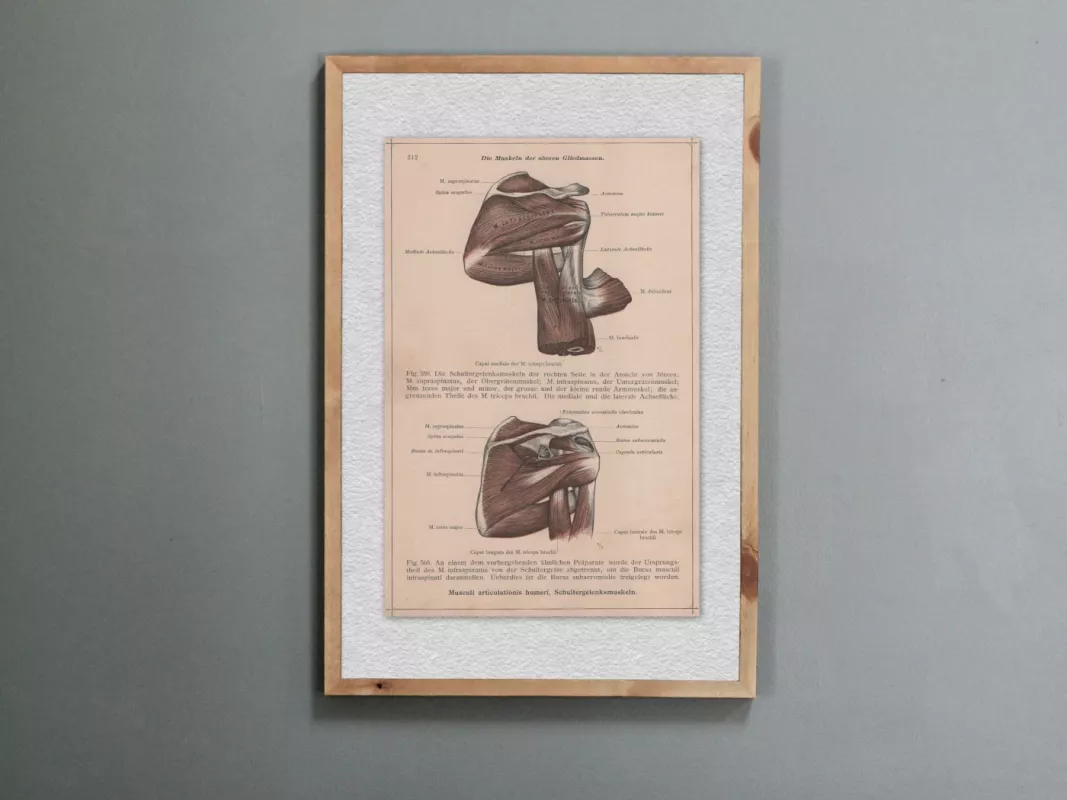 Spalvota litografija Žmogaus Anatomijos Peties sąnario raumenys 1908m. iš albumo Anatomischer Atlas - , namai ir interjeras 2