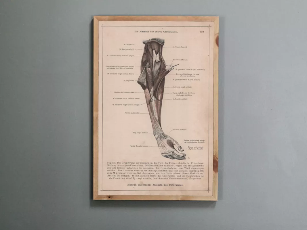 Žmogaus anatomija dilbio raumenys 1908m. sena litografija iš Anatomischer Atlas - , namai ir interjeras 2