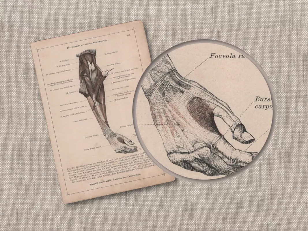 Žmogaus anatomija dilbio raumenys 1908m. sena litografija iš Anatomischer Atlas - , namai ir interjeras 5