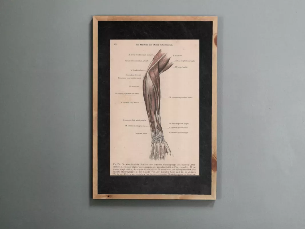 Žmogaus anatomija dilbio raumenys 1908m. litografija iš Anatomischer Atlas - , namai ir interjeras 2