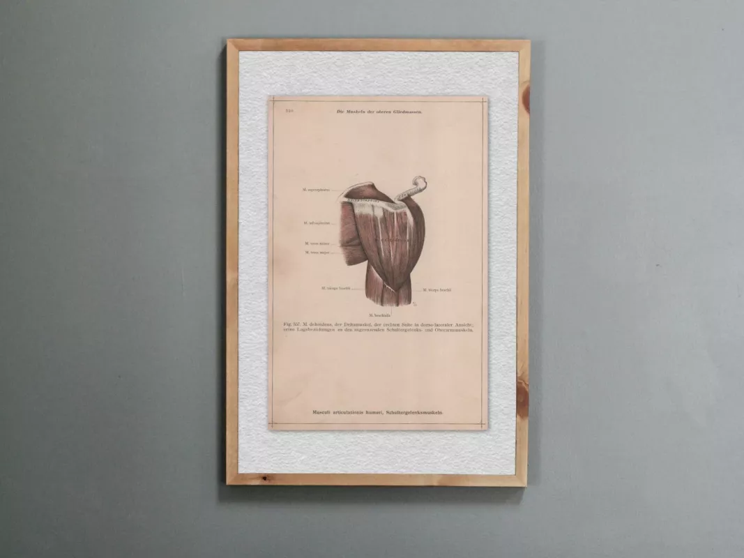 Antikvarine litografija Žmogaus Anatomija Peties sąnario raumenys 1908m. iš albumo Anatomischer Atlas - , namai ir interjeras 2