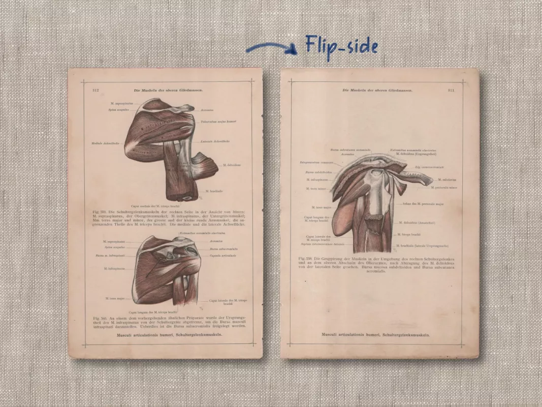 Spalvota litografija Žmogaus Anatomijos Peties sąnario raumenys 1908m. iš albumo Anatomischer Atlas - , namai ir interjeras 3