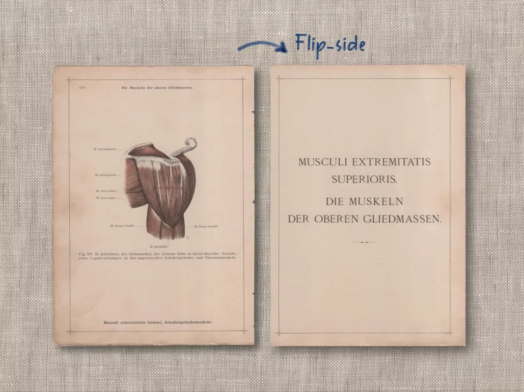Antikvarine litografija Žmogaus Anatomija Peties sąnario raumenys 1908m. iš albumo Anatomischer Atlas - , namai ir interjeras 3