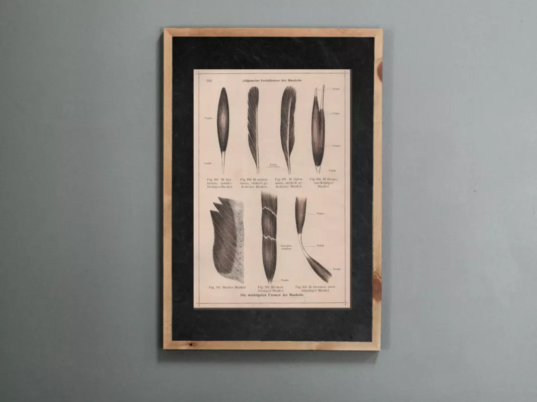 Paveikslas Žmogaus anatomija raumenų formos 1908m. spalvota litografija iš Anatomischer Atlas albumo - Dr. Carl Told, knyga 2