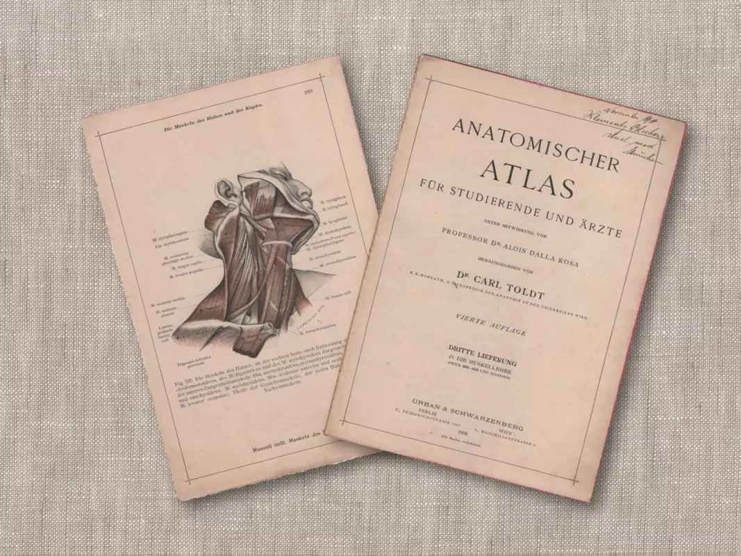 Litografija Žmogaus kaklo raumenys iš 1908m. Anatomischer Atlas albumo - , namai ir interjeras 4