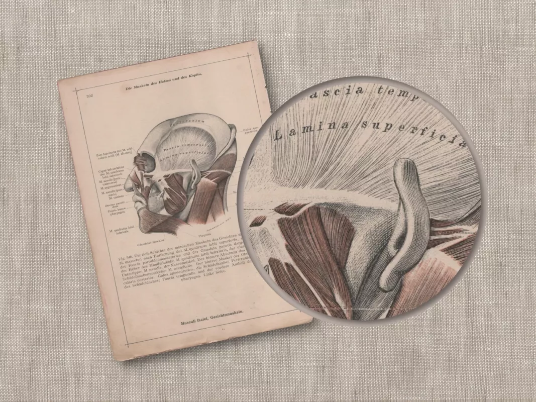 Žmogaus veido raumenys 1908m. antikvarine anatomijos chromolitografija iš Anatomischer Atlas albumo - , namai ir interjeras 5