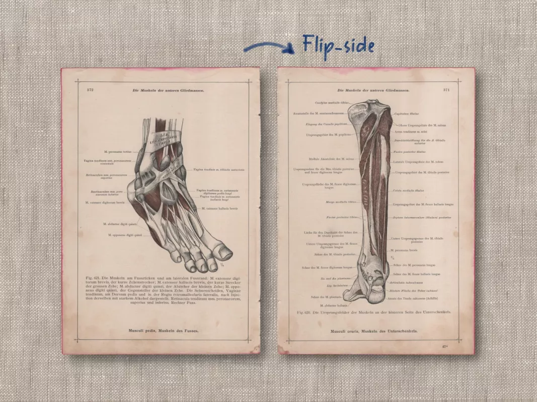 Žmogaus anatomija pėdos raumenys Anatomischer Atlas c.1908 - Dr. Carl Told, knyga 3