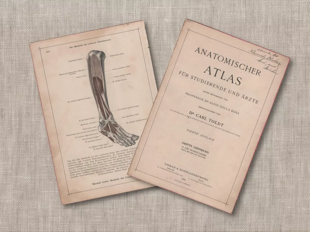 Antikvarinė litografija Žmogaus anatomija kojų raumenys Anatomischer Atlas c.1908 - Dr. Carl Told, knyga 4