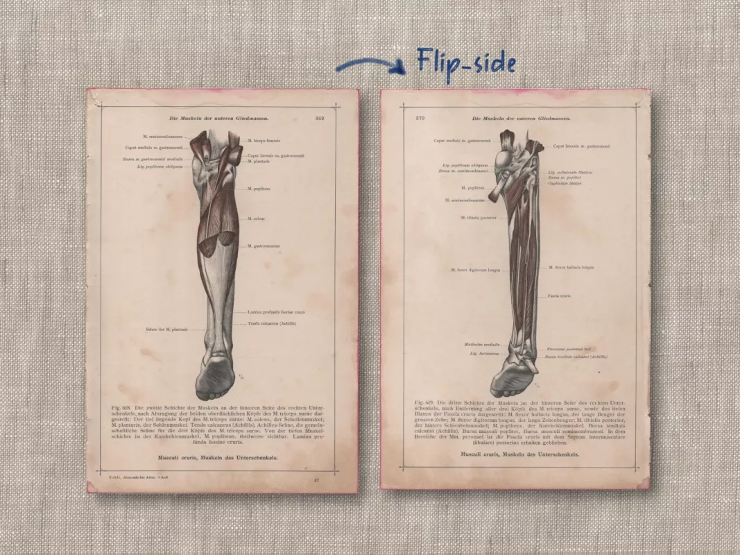 Žmogaus anatomija kojų raumenų sistema Anatomischer Atlas c.1908 - Dr. Carl Told, knyga 3