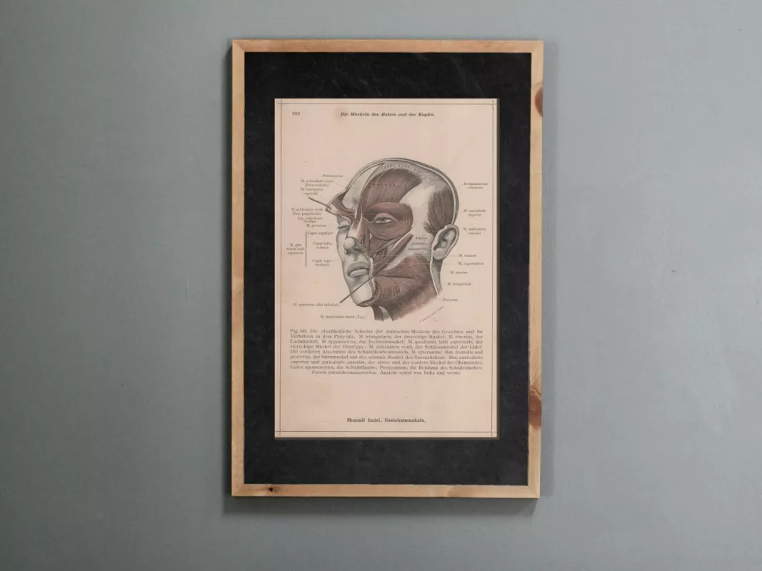 Litografija Žmogaus veido raumenų sistema 1908m. iš Anatomischer Atlas albumo - Dr. Carl Told, knyga 2