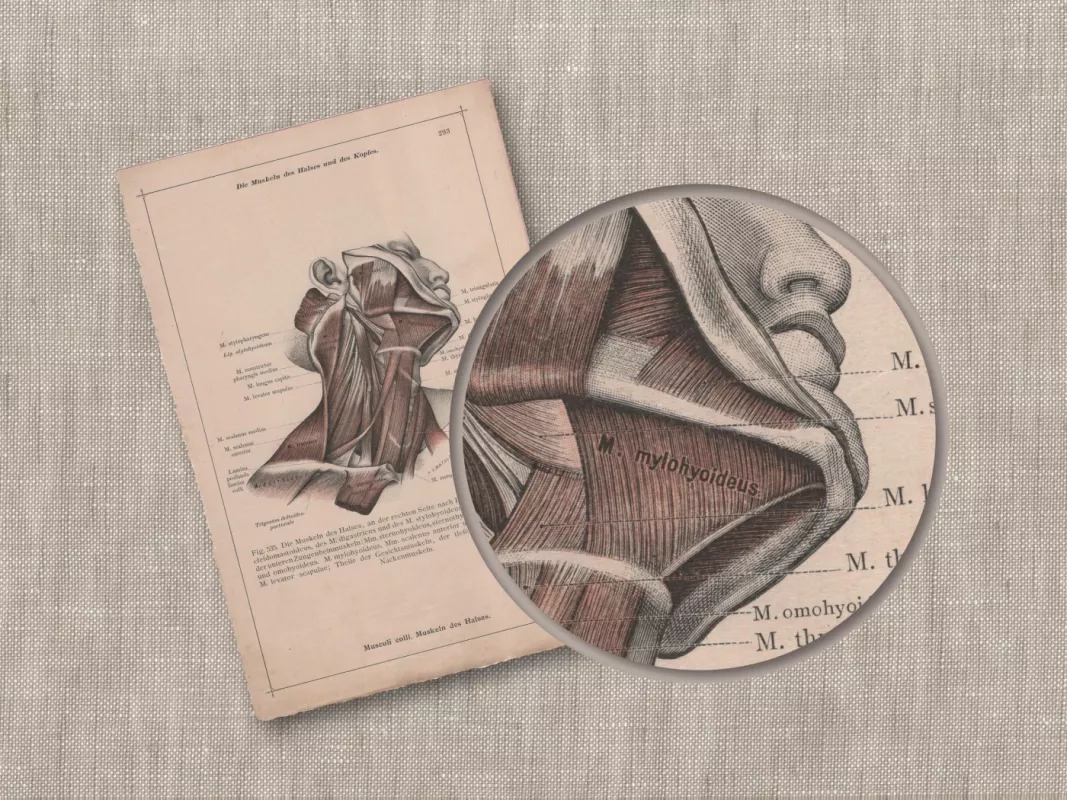 Litografija Žmogaus kaklo raumenys iš 1908m. Anatomischer Atlas albumo - , namai ir interjeras 5