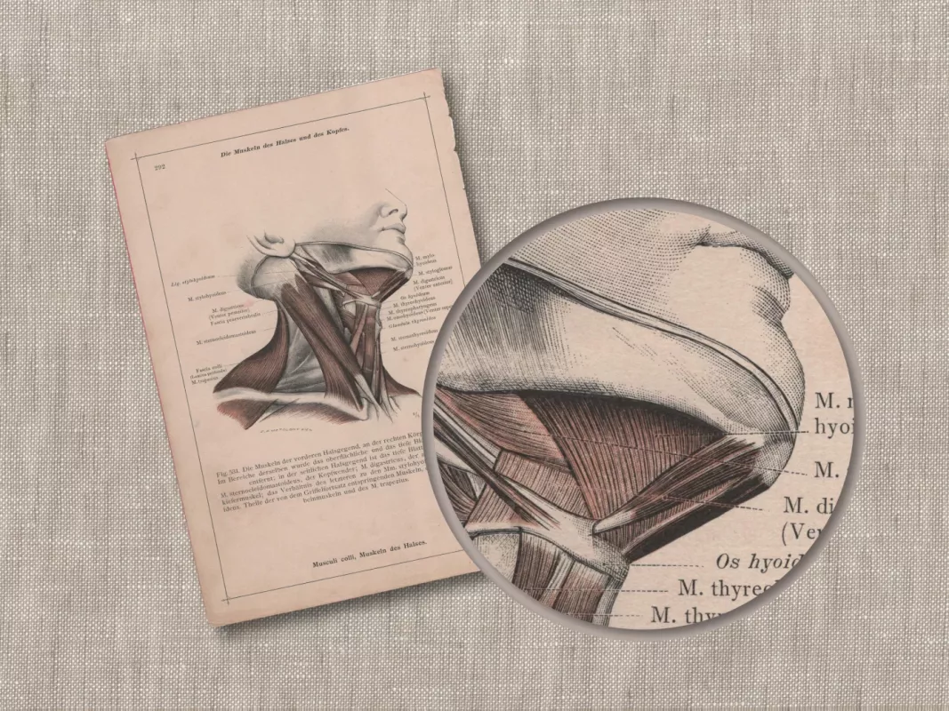 Litografija Žmogaus galvos kaklo raumenys iš 1908m. Anatomischer Atlas - Dr. Carl Told, knyga 5