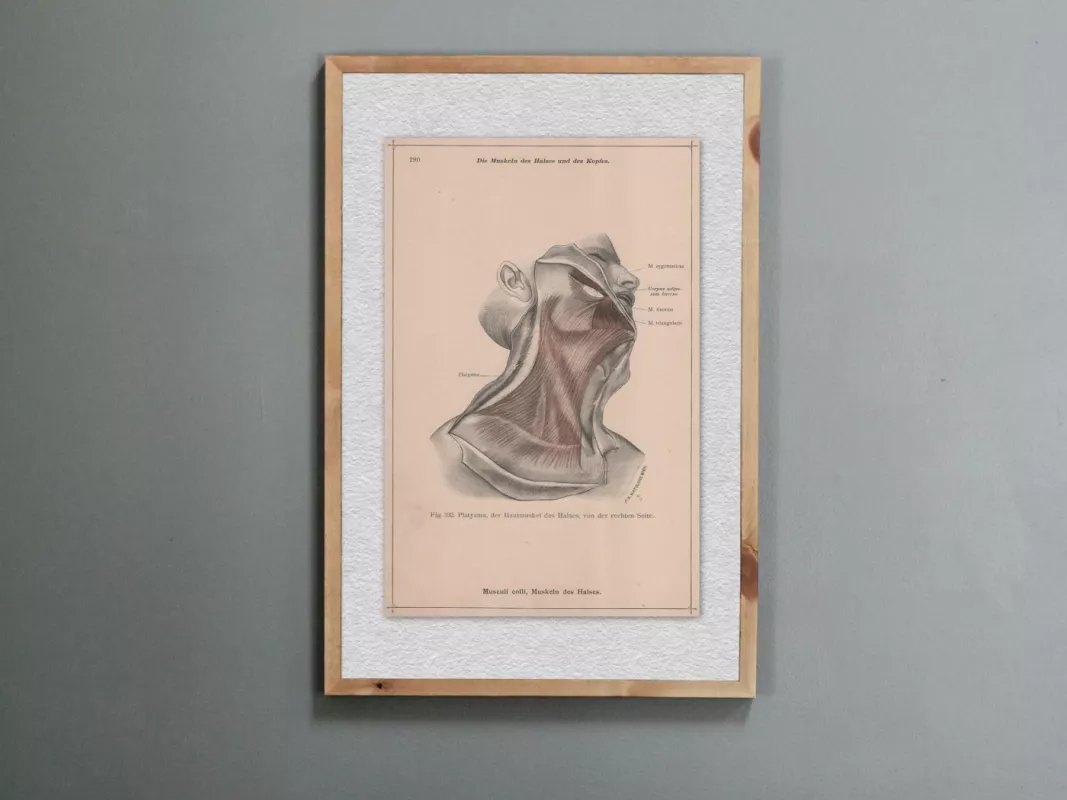 Žmogaus galvos kaklo raumenys 1908m. spalvota litografija iš Anatomischer Atlas albumo - , namai ir interjeras 2