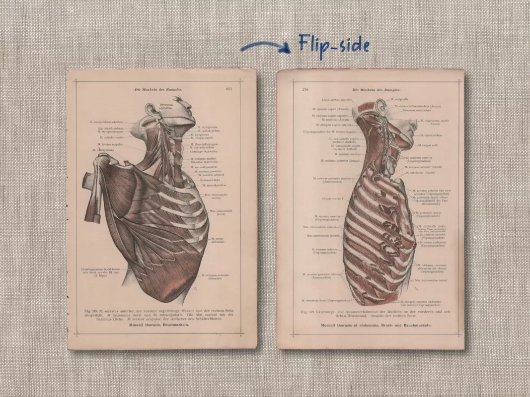 Žmogaus anatomija krūtinės raumenys antikvarinė 1908m. litografija iš Anatomischer Atlas albumo - Dr. Carl Told, knyga 3