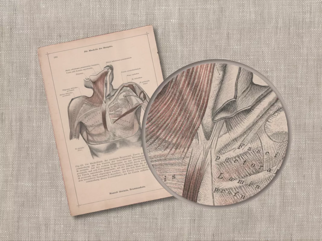 Žmogaus anatomija krūtinės raumenų sistema antikvarinė 1908m. spalvota litografija iš Anatomischer Atlas albumo - Dr. Carl Told, knyga 5