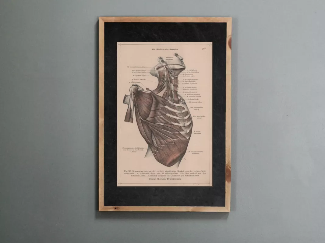 Žmogaus anatomija krūtinės raumenys antikvarinė 1908m. litografija iš Anatomischer Atlas albumo - Dr. Carl Told, knyga 2