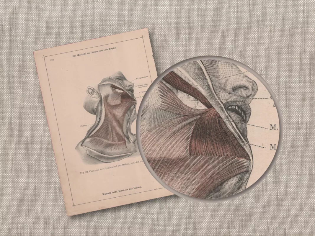 Žmogaus galvos kaklo raumenys 1908m. spalvota litografija iš Anatomischer Atlas albumo - , namai ir interjeras 5