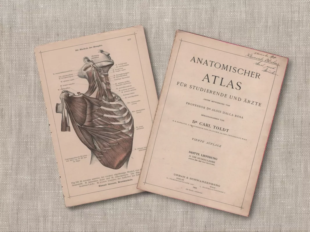 Žmogaus anatomija krūtinės raumenys antikvarinė 1908m. litografija iš Anatomischer Atlas albumo - Dr. Carl Told, knyga 4
