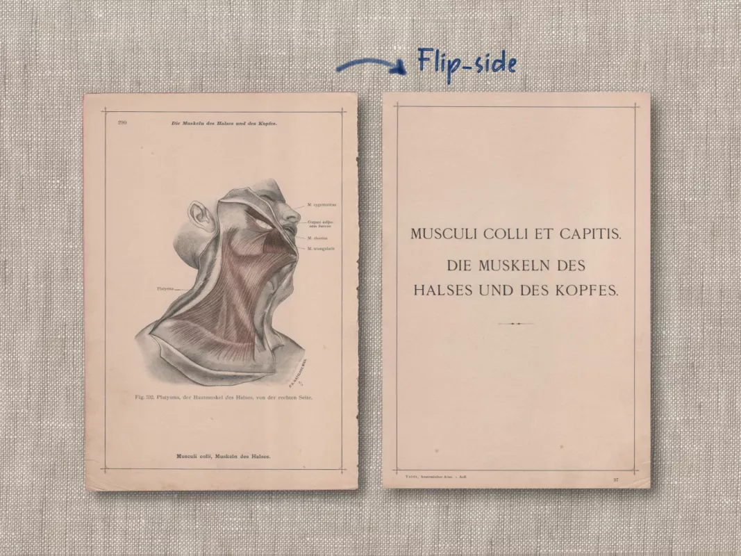 Žmogaus galvos kaklo raumenys 1908m. spalvota litografija iš Anatomischer Atlas albumo - , namai ir interjeras 3
