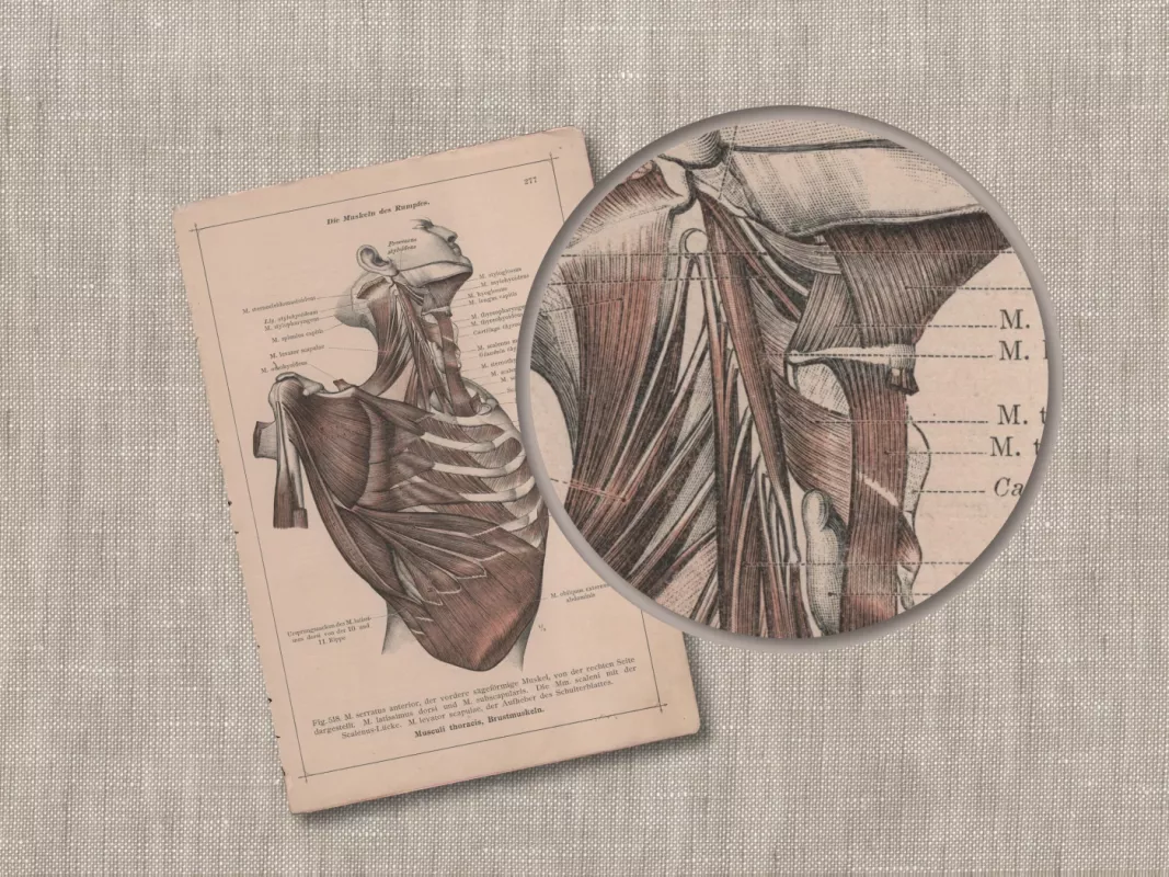 Žmogaus anatomija krūtinės raumenys antikvarinė 1908m. litografija iš Anatomischer Atlas albumo - Dr. Carl Told, knyga 5