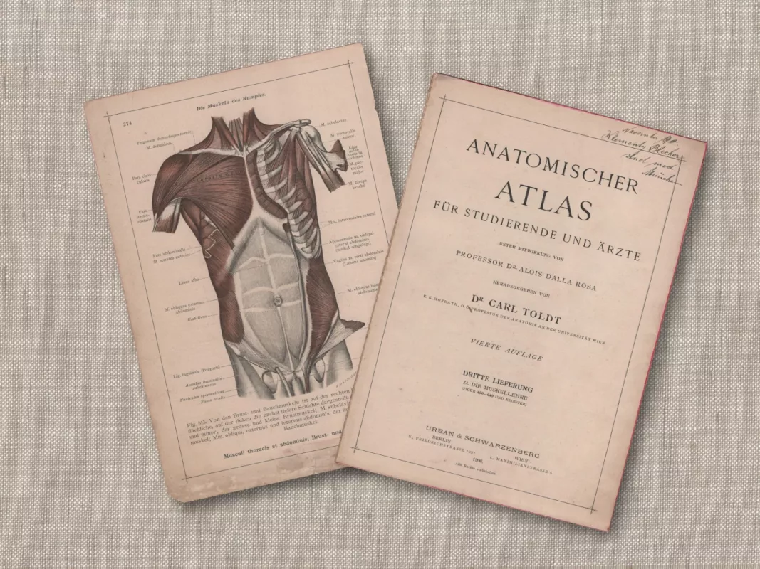 Žmogaus krūtinės anatomija 1908m. antikvarinė litografija iš Anatomischer Atlas albumo - Dr. Carl Told, knyga 4