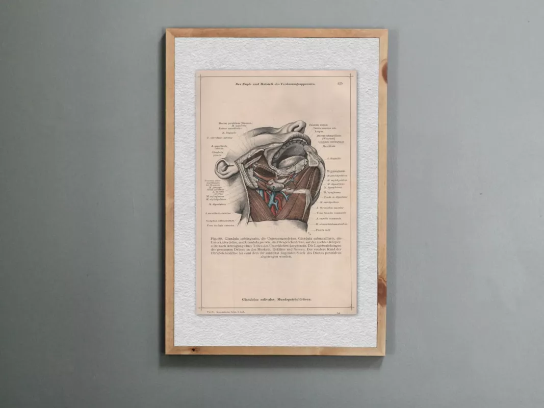 Anatomischer Atlas plakatas litografija žmogaus galvos ir kaklo anatomija 1908m. - Dr. Carl Told, knyga 2