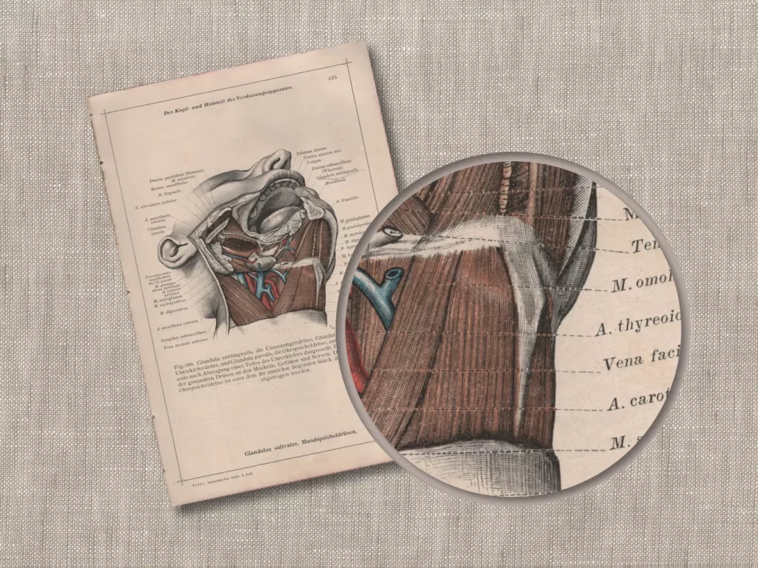 Anatomischer Atlas plakatas litografija žmogaus galvos ir kaklo anatomija 1908m. - Dr. Carl Told, knyga 5