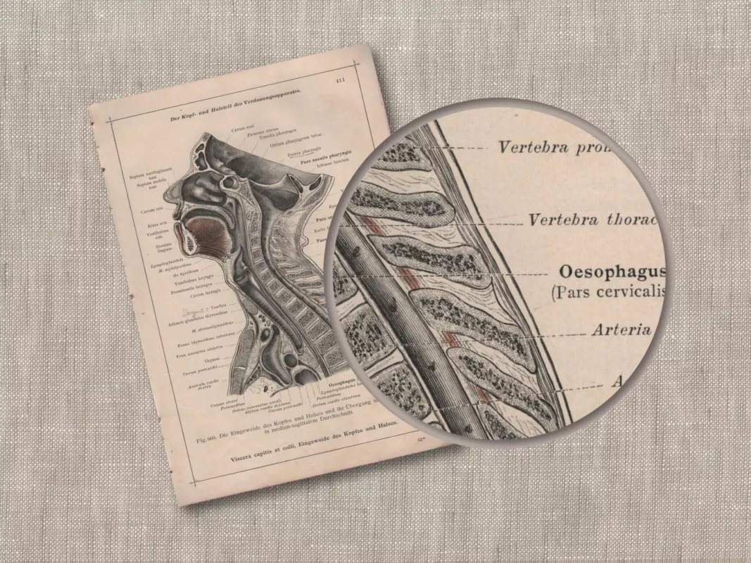 Litografija plakatas Žmogaus galva ir kaklas iš 1908m. Anatomischer Atlas - Dr. Carl Told, knyga 5