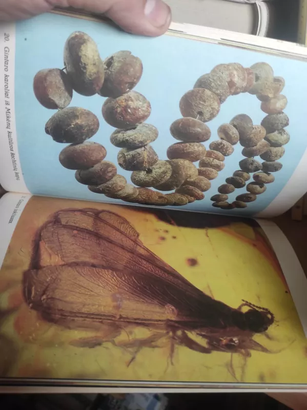 Palangos gintaro muziejus - Antanas Tranyzas, knyga 3