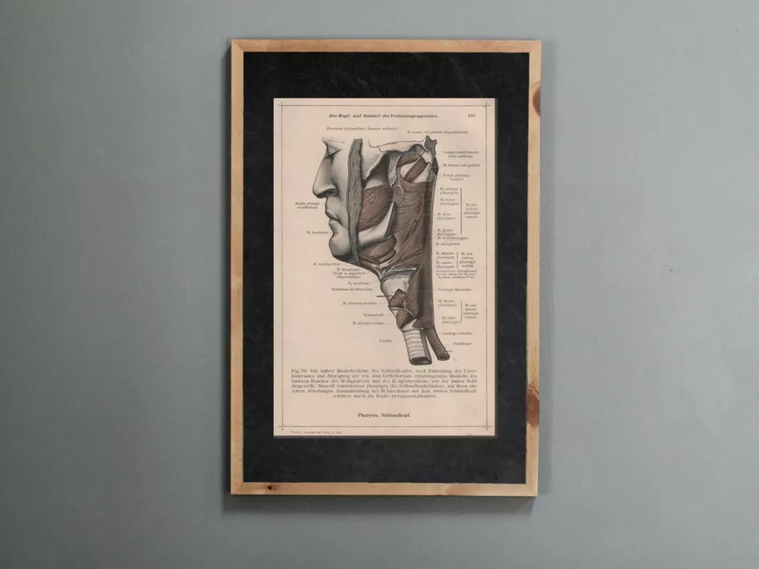 Litografija printas žmogaus galvos anatomija 1908m. Anatomischer Atlas albumas - , namai ir interjeras 2