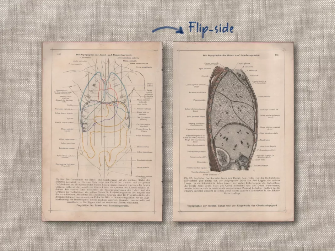 Printas Žmogaus anatomija 1908m. senovinė litografija Anatomischer Atlas - , namai ir interjeras 3