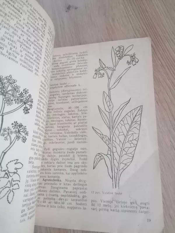 Medingieji augalai - Jadvyga Balvočiūtė, knyga 6