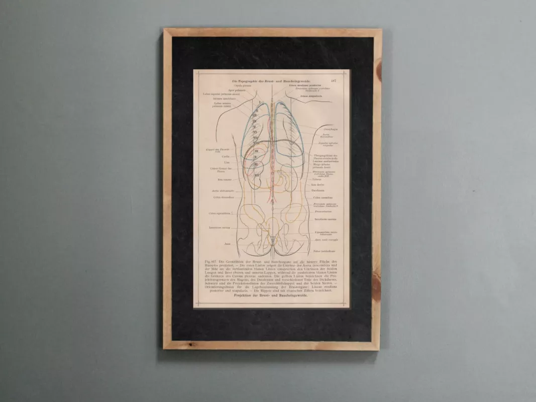 Anatomischer Atlas Žmogaus anatomija 1908m. senovinis printas litografija - Dr. Carl Told, knyga 2