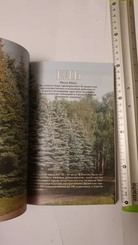 Chvojnyje rastenija v vashem sadu - M.S.Aleksandrova, knyga 3