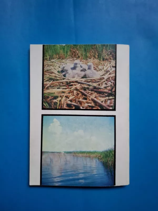 Gulbės Lietuvoje - Vytautas Nedzinskas, knyga 5