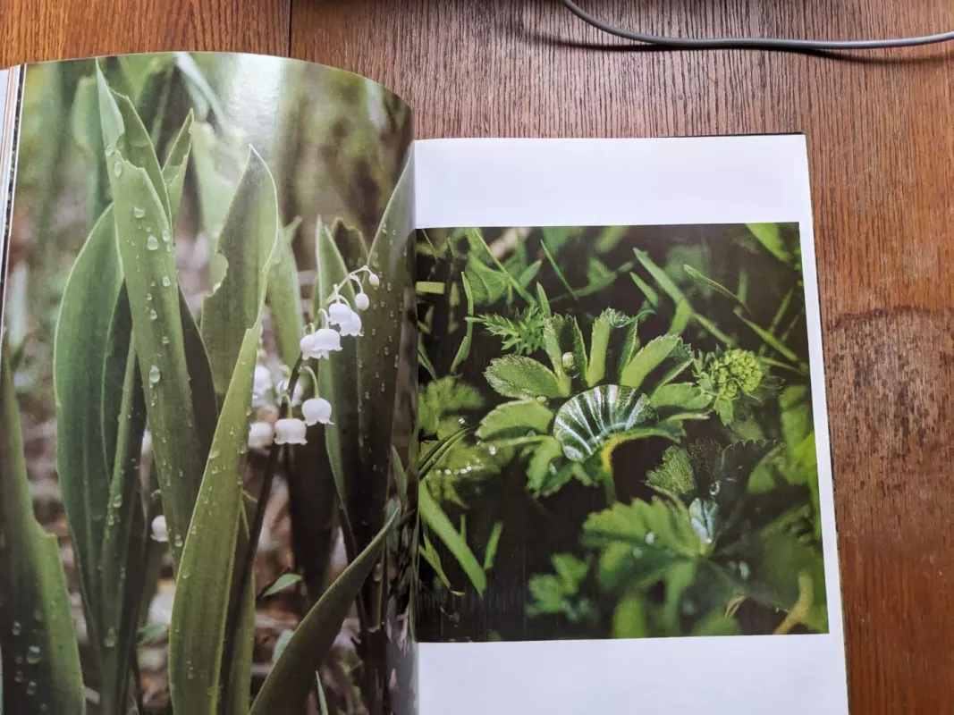 Lietuvos miškuose - Gediminas Isokas, knyga 4
