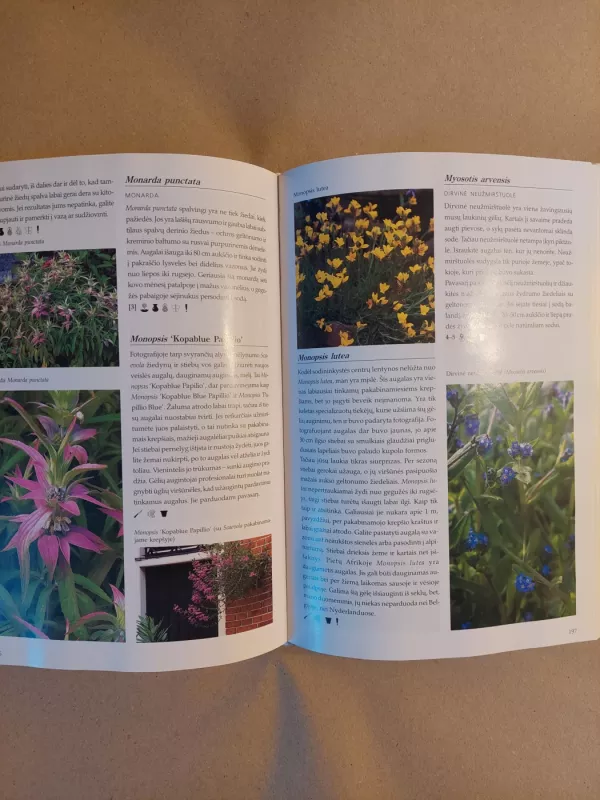 Vasarą žydinčių gėlių enciklopedija - Nico Vermeulen, knyga 4