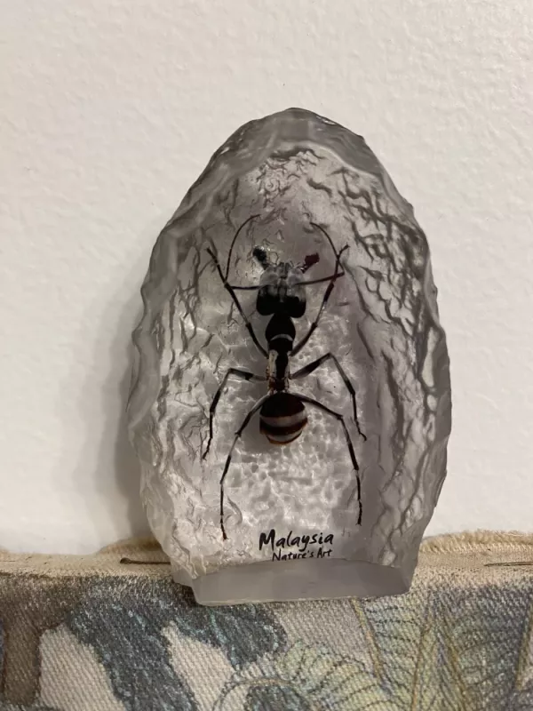 Suvenyras su vabalu iš Malaizijos - , namai ir interjeras 2