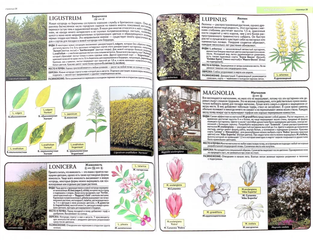 Vse o dekorativnix derevjax i kustarnikax - D.Hessajon, knyga 3