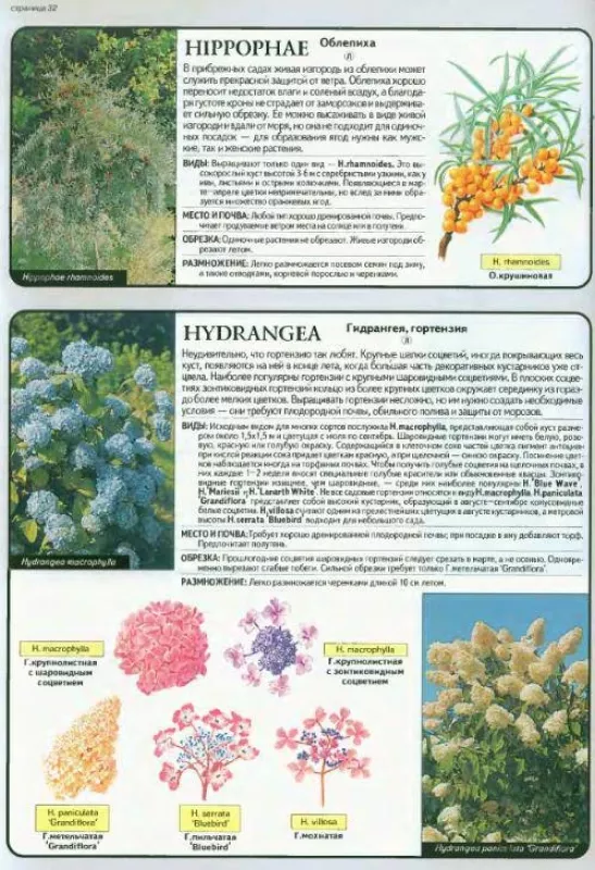 Vse o dekorativnix derevjax i kustarnikax - D.Hessajon, knyga 4